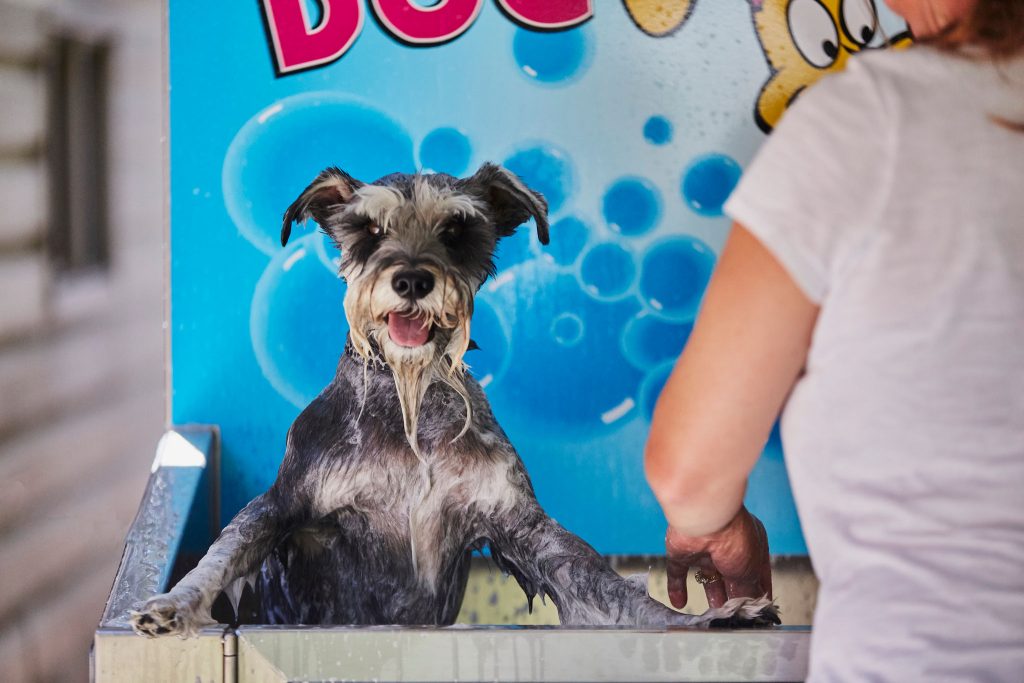 Dog getting washed in K9000 dog wash
