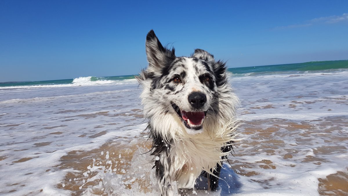 Dog running through the water at a beach