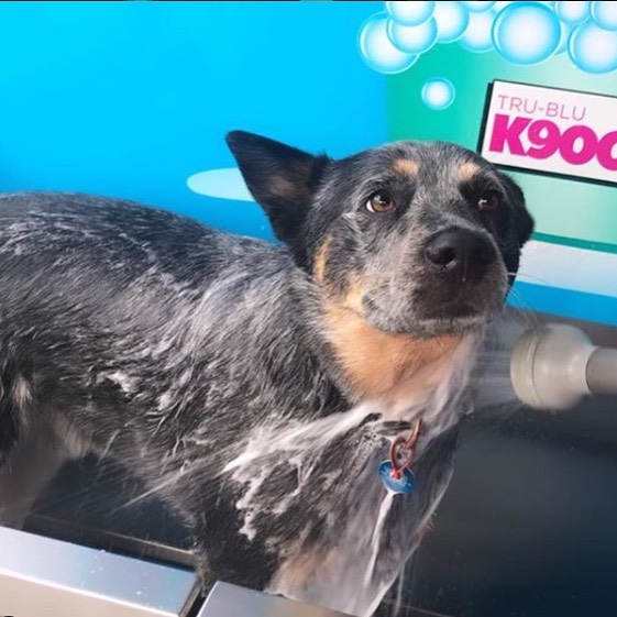Dog getting washed with a hose in a K9000 dog wash