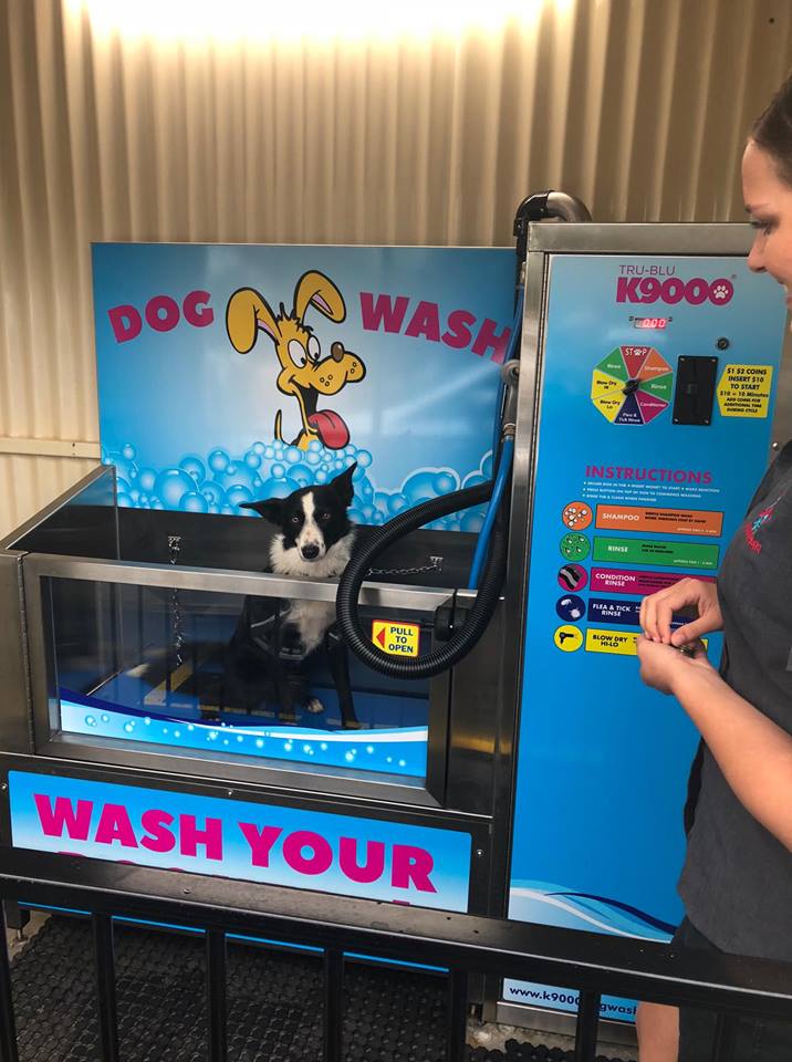 Dog in K9000 dog wash