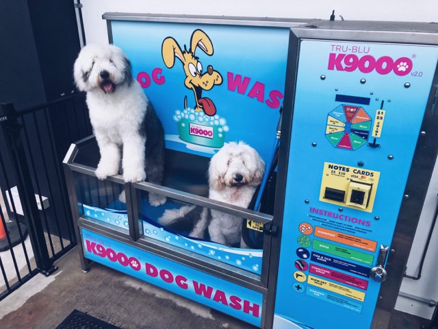 Two medium sized dogs in K9000 dog wash