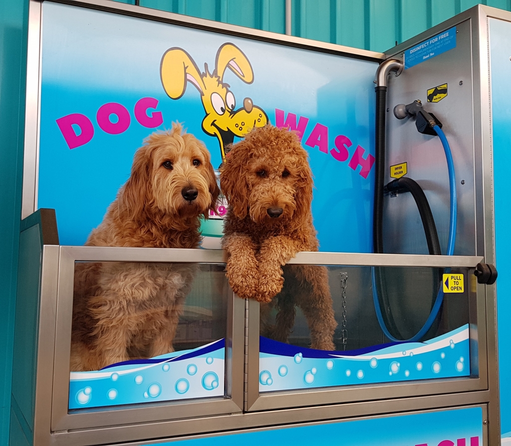Two dogs in a K9000 Dog Wash at Popes Kingston