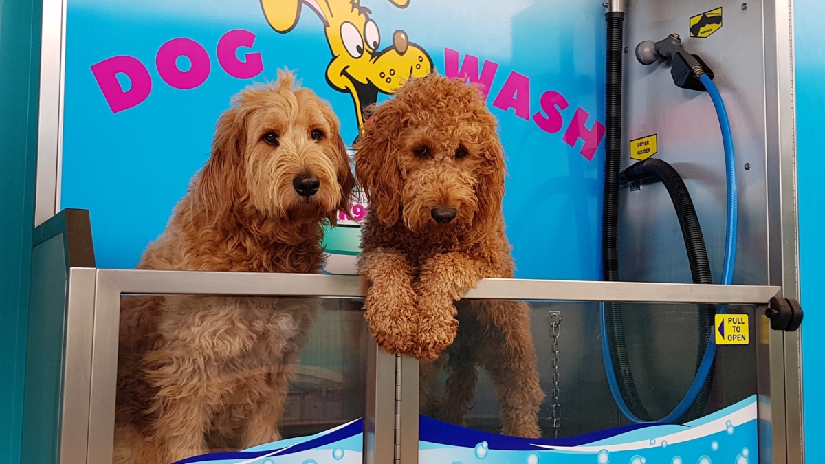 Two dogs in a K9000 Dog Wash at Popes Kingston