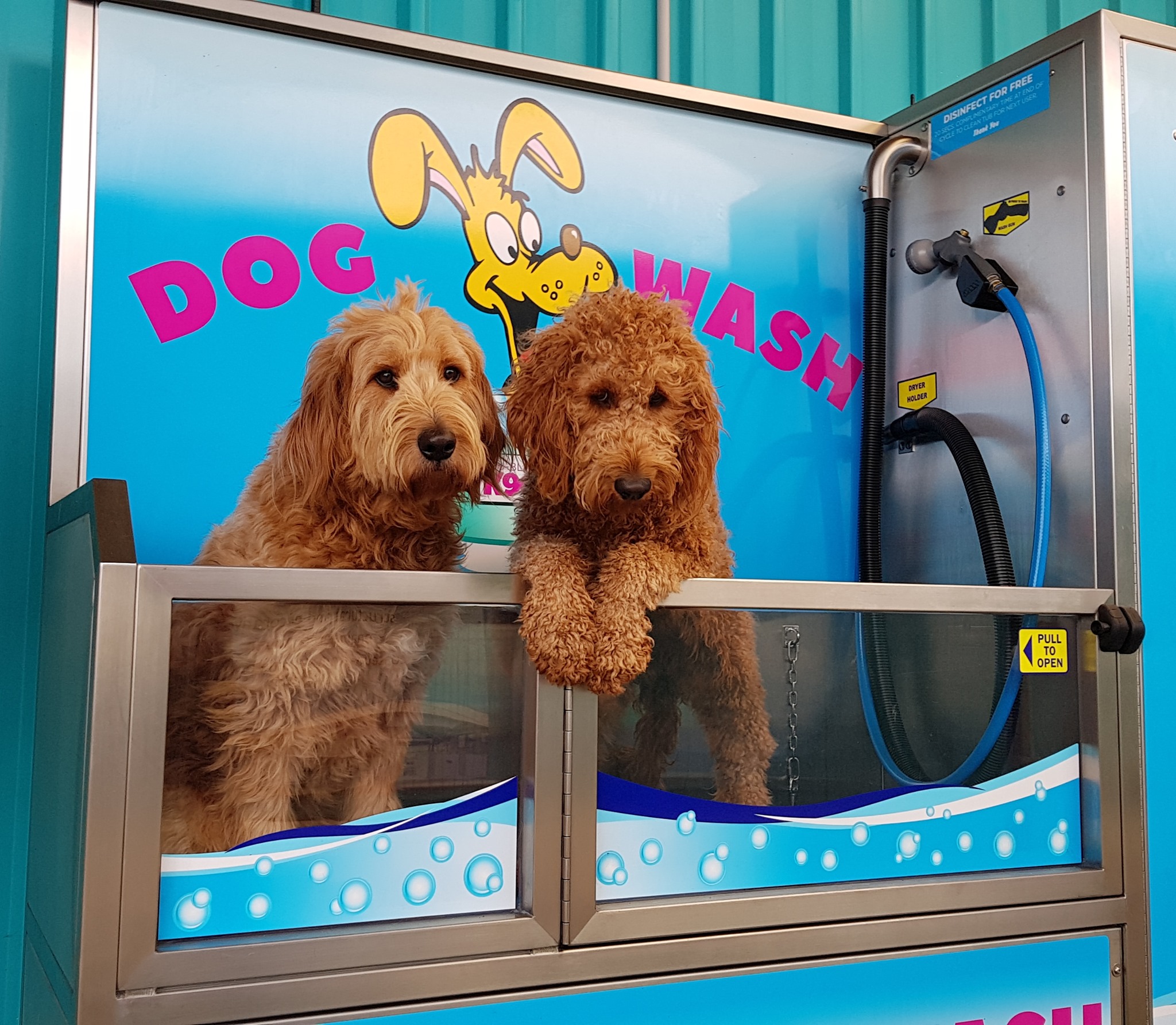 Two dogs in a K9000 dog wash