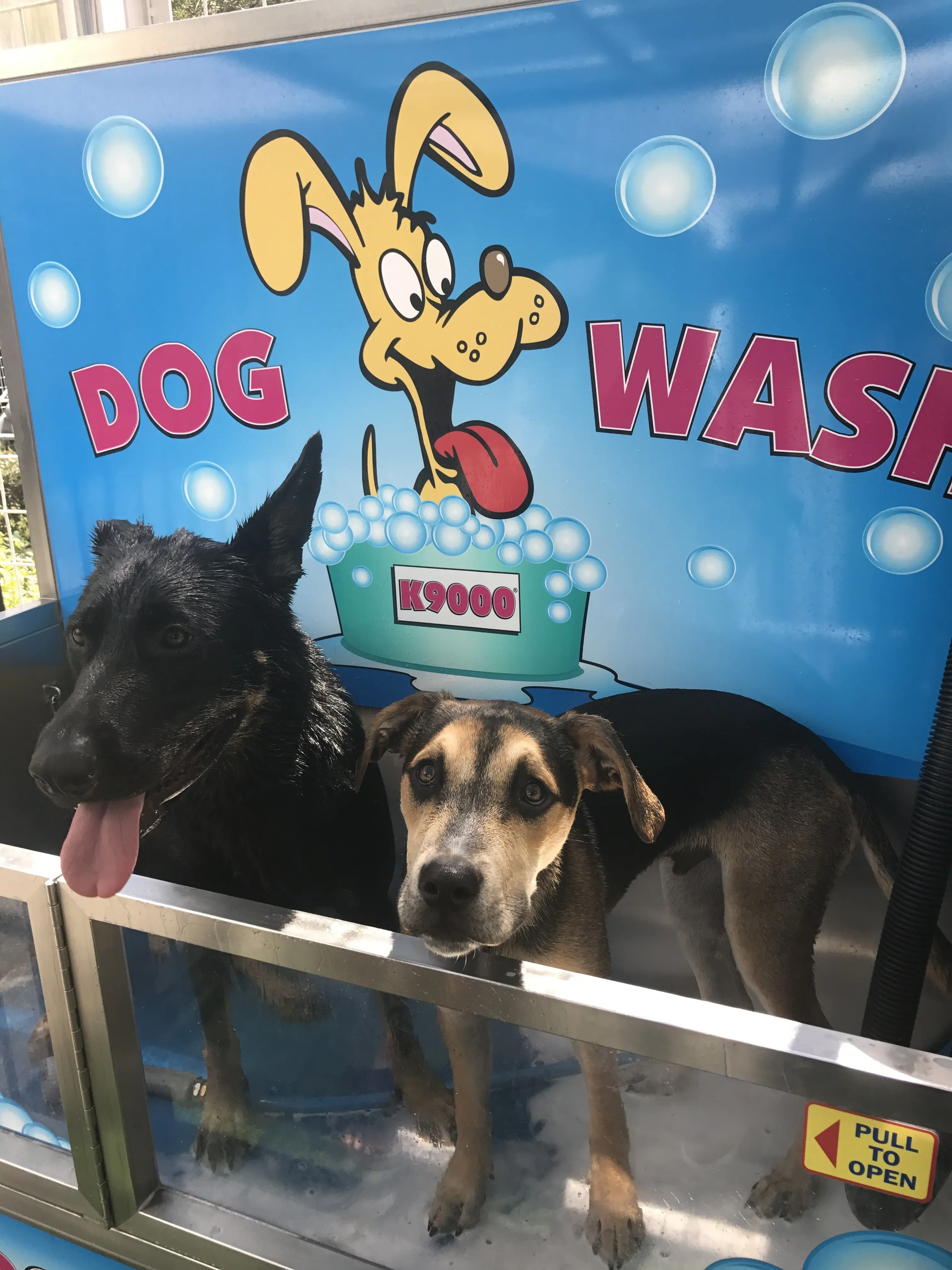 Sascha_Zoe Dogs in Dog Wash