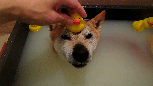 dog with rubber duck