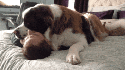 Big dog hugging its owner on bed
