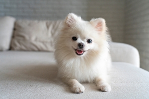 cute white pomeranian puppy