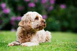 portrait of a fawn coated young cavapoo