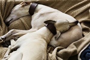 two greyhound dogs sleeping together in a dog bed
