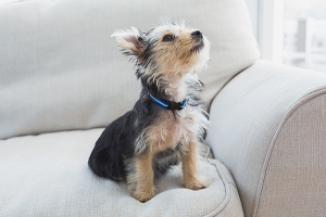 yorkshire terrier sitting on the couch at home