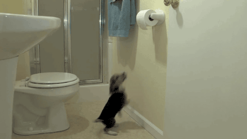 dog attacking toilet paper