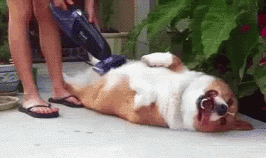 Dog being vacuumed
