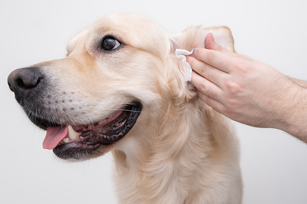 Dog Ear Cleaning