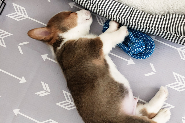 Puppy asleep on a mat