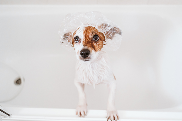 Puppy wearing a shower cap in bathtub