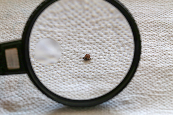 Small insect enlarged through a magnifying glass