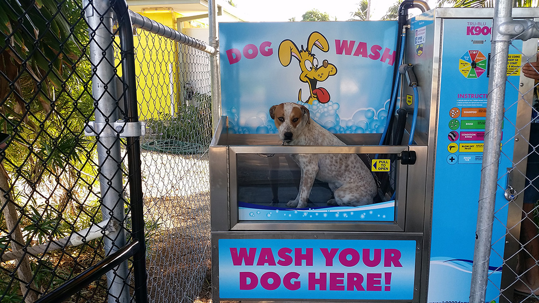 Karumba dog in K9000 dog wash